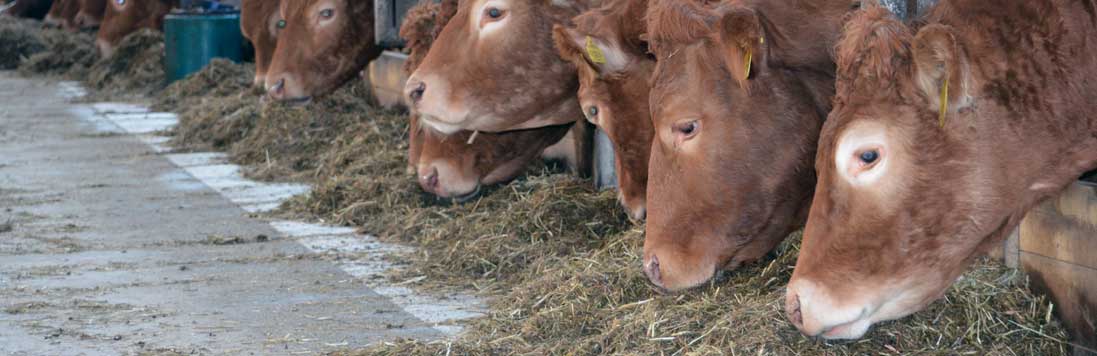 Ilustrační obrázek plemena Limousice na Farmě Semice