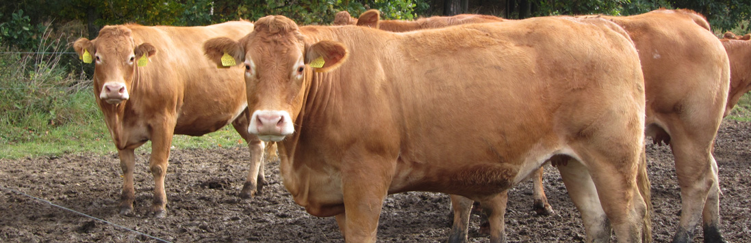 Ilustrační obrázek plemena Limousice na Farmě Semice