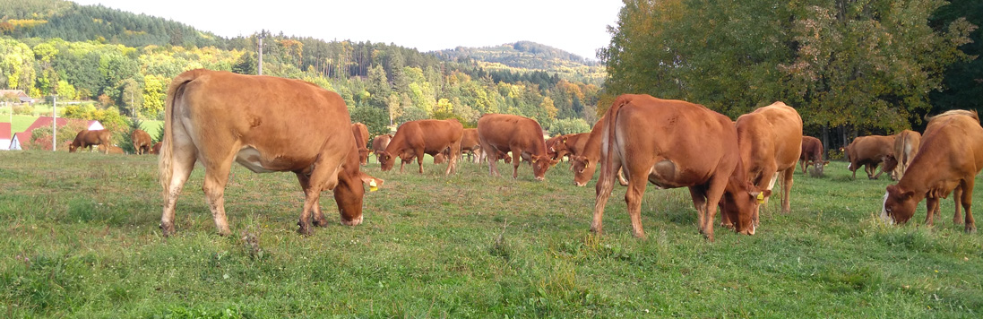 Ilustrační obrázek plemena Limousice na Farmě Semice