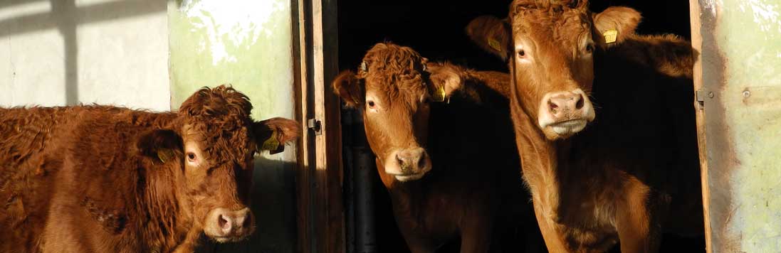 Ilustrační obrázek plemena Limousice na Farmě Semice